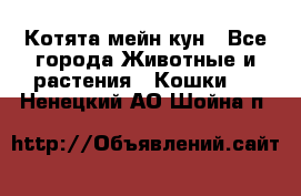 Котята мейн кун - Все города Животные и растения » Кошки   . Ненецкий АО,Шойна п.